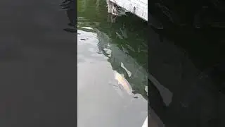 Bird's that is eat fish in the pond's #pond#fish#bird