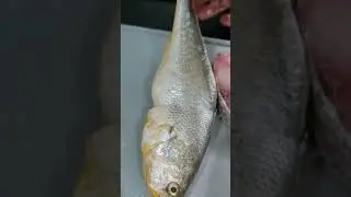 preparing yellow croaker fish