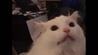 Thurston the Cat Meowing Meme (Loud)