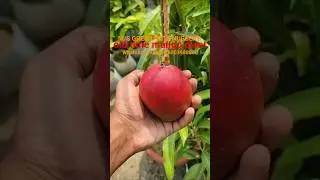old time mango plant#agriculture #bambooplant #manga #plnat#viral #bambooplant #bamboo