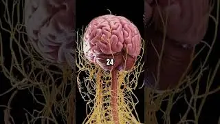 Fun facts about the body #health #nutrition #food #healthyfood  #healthtips #healthylifestyle