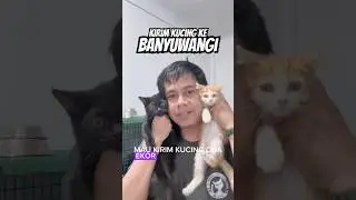 MALANG BANYUWANGI KIRIM KUCING - BUGGY CAT HOUSE #adopsikucing #kucing #cat