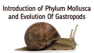 Introduction Of Phylum Mollusca || Evolution of Gastropods
