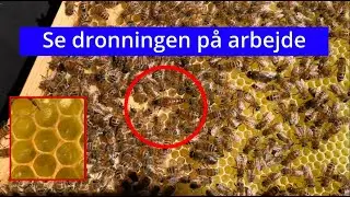 Biavl: Status på den lille dronemor-familie