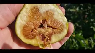 Вкусные бребы. LSU gold,  Californian brown Turkey. 