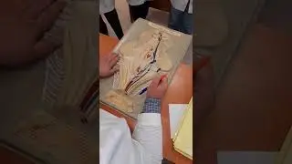 Ромбовидная ямка