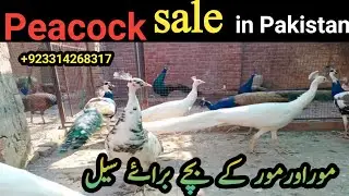 03314268317 peacock for sale | mor ke bachhe | peacock hatching eggs | green java breeder peacock