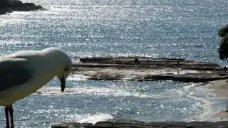 Auckland Regional Parks with ZoomOn!NZ