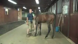 Safety Precautions for Shoeing a Horse
