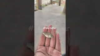 Proses Pertumbuhan Nila Kekar dari  Larva 👍💯