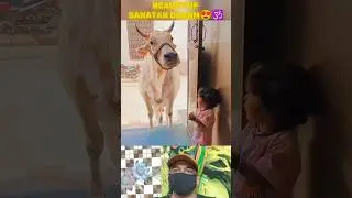 Incredible Sanatan Sanskar: Baby's Heartwarming Kiss to Gau Mata (Cow Mother) #gaumata