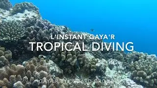 L'INSTANT GAYA'R : Tropical diving