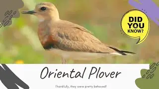 Oriental Plover facts 🦜 Oriental Dotterel 🦜 breeds in parts of Mongolia 🇲🇳 and China 🇨🇳