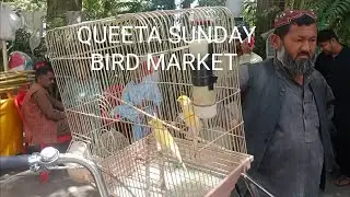 Quetta Sunday Bird Market k rates aur updates 1st June, 2025