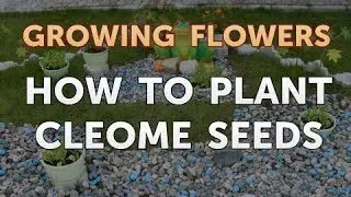 How to Plant Cleome Seeds