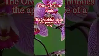 The Orchid that mimics the appearance of a wasp #MimicryMarvels#BotanicalDeception#OrchidWonders