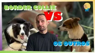 NA DÚVIDA ENTRE BORDER COLLIE VS QUALQUER OUTRA RAÇA? ASSISTA PARA DECIDIR MELHOR E NÃO ERRAR!