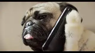 Funny pug dog talking on phone, listening to the speaker.