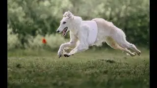 Lure Coursing for dogs. Training #6. Русская псовая борзая / Borzoi