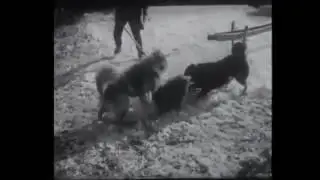 Caucasian Shepherd Kills The Wolves To Defend Sheep Flock