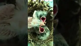 Feeding canary chicks | Aviary birds #birdschirping #birds  #canary