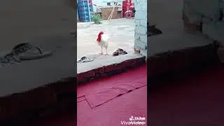 Tabdili ie nai tabdili aa gaie hai cook sex with shoes