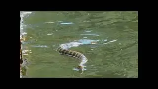 Water Snake turns around and swims straight at the camera  Great slow-mo at the end