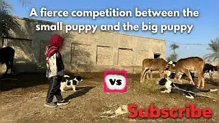 Small Dog vs. Big Dog: The Battle for Food! 🍖😂