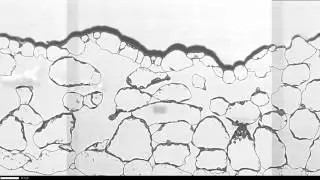 Cellular damage control system helps plants tough it out