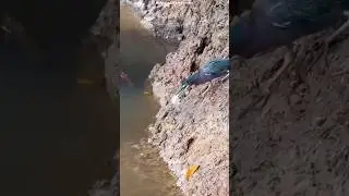 Kingfisher Bird Catches Fish With A Piece Of Bread 😱😱 #shorts #short #kingfisher #birds #fish
