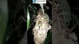 A small 🐦🐦 Nest in my LYCHEE tree 🎄🌲