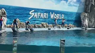 Dolphin show in Bangkok, Thailand 
