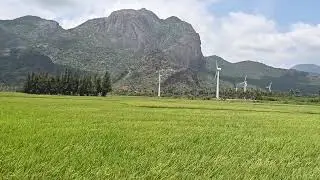 The paddy field in Indian village.. #village #southindia #kanyakumari #indianplaces