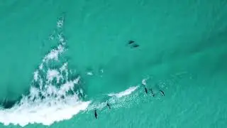 Esperance - Wharton Bay - Dolphins
