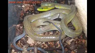 gonyosoma oxycephalum