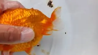 DSCF4784