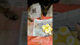 #hunter #dogs #dog  #knowledgefact2525 #cooking #trending #trend #food #viral #recipe #reels