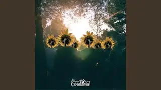 Girasol