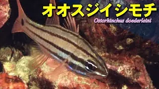 【 オオスジイシモチ 】空気のような魚  Ostorhinchus doederleini