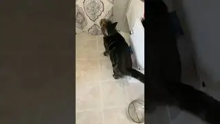 Hilarious Echoing Meows