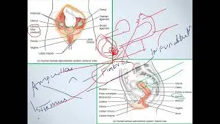 Female Reproductive System