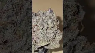 Sour Power OG by KushCo Company.