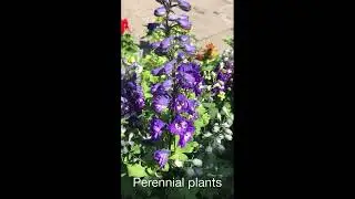 Delphinium plant profile / perennial  beds & borders flowers