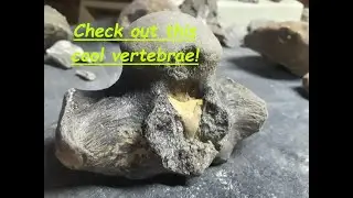Fossils, Fossils and more Texas River Fossils