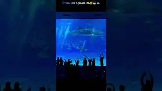 churaumi aquarium ll #travel #best #trending