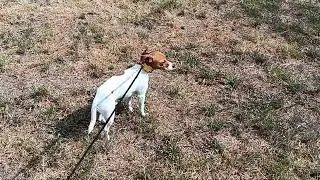 Rocky's Walks 