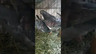 Pigeons mating/ Pigeons breeding/ How to breed Pigeons #animals #pigeons #viral