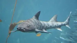 One day in the Monterey, CA - Bay Monterey Aquarium - отдых в США, океанариум | FUSE MAN