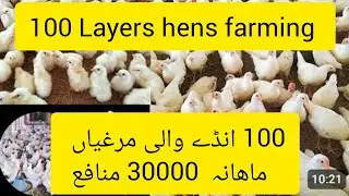 Layers hens farming white layers hens eggs laying business feasibility 100 layers hens farming 