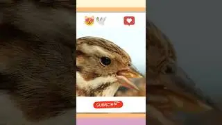 Bird Peeling a Rice Grain with it's Beak 🐦 #bird #information #trend #shorts